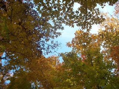 Maple Trees in the Fall.jpg
